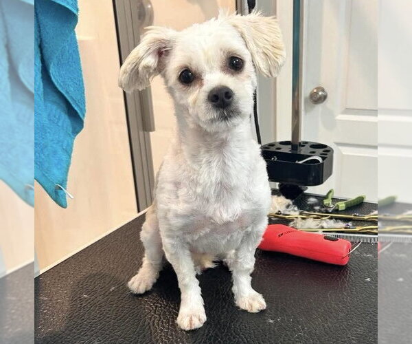 Medium Photo #3 Maltese Puppy For Sale in Spring Lake, NC, USA