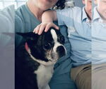 Small Photo #2 Boston Terrier Puppy For Sale in Rustburg, VA, USA