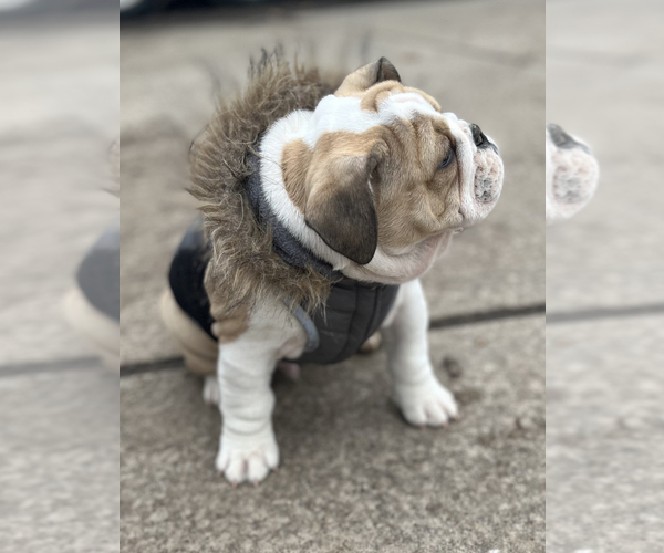 Medium Photo #9 Bulldog Puppy For Sale in LIBERTY, MO, USA