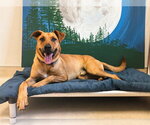 Small #4 Labrador Retriever Mix