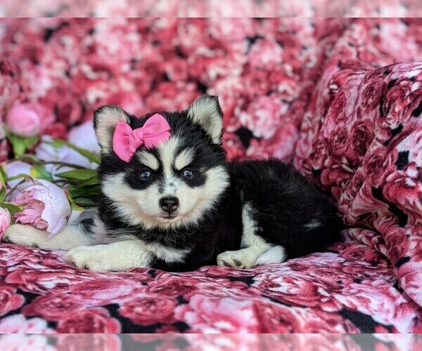 Medium Photo #4 Pomsky Puppy For Sale in CHRISTIANA, PA, USA