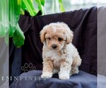 Small #1 Poodle (Toy)-Zuchon Mix
