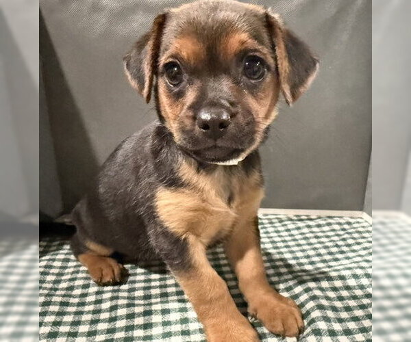 Medium Photo #2 Mutt Puppy For Sale in Pleasanton, CA, USA
