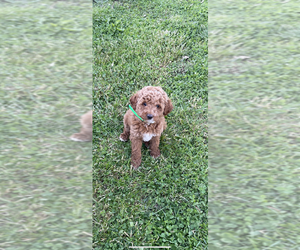 Goldendoodle (Miniature) Puppy for sale in QUARRYVILLE, PA, USA