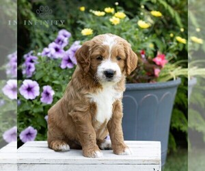 Goldendoodle Puppy for sale in LITITZ, PA, USA