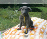 Small #2 German Shepherd Dog