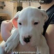 Small Photo #61 Dogo Argentino Puppy For Sale in PINEVILLE, MO, USA