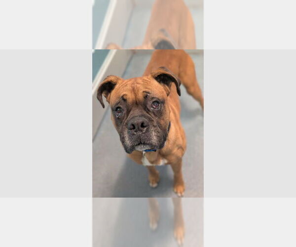 Medium Photo #7 Boxer Puppy For Sale in Austin, TX, USA