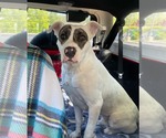 Small #1 American Staffordshire Terrier Mix