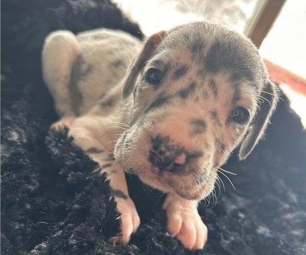Medium Photo #6 Great Dane Puppy For Sale in DUSHORE, PA, USA