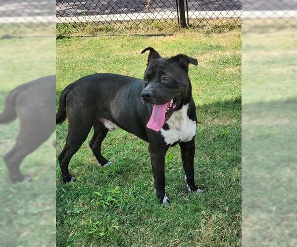 Medium Photo #1 American Staffordshire Terrier Puppy For Sale in Temple, TX, USA