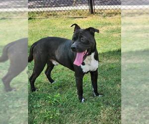 American Staffordshire Terrier Dogs for adoption in Temple, TX, USA