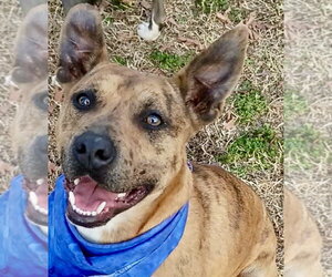 Jennings - Fall ready:) - Male Boxer-Staffordshire Bull Terrier Mix Dog for Adoption - Photo #4