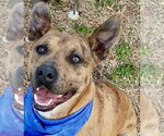 Small Photo #4 Boxer-Staffordshire Bull Terrier Mix Puppy For Sale in Southbury, CT, USA