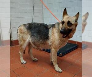 German Shepherd Dog Dogs for adoption in Camarillo, CA, USA