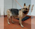 Small German Shepherd Dog