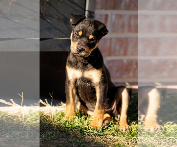 Medium Photo #11 American Staffordshire Terrier-Chihuahua Mix Puppy For Sale in McKinney, TX, USA