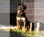Small #10 American Staffordshire Terrier-Chihuahua Mix