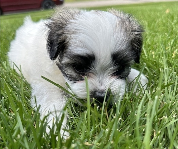 Medium Photo #2 Mal-Shi Puppy For Sale in ROGERS, MN, USA