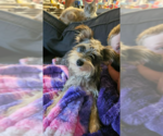 Small #1 Mutt