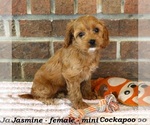 Small #2 Cockapoo
