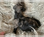 Small Photo #18 Poodle (Standard) Puppy For Sale in CONCORD, NC, USA