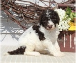 Small Photo #3 Poodle (Standard) Puppy For Sale in SUGARCREEK, OH, USA