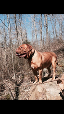Dogue de Bordeaux Puppy for sale in MACEO, KY, USA