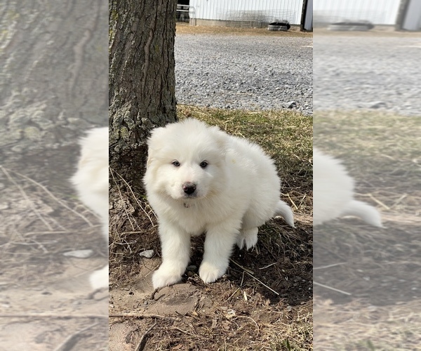 Medium Photo #2 Great Pyrenees Puppy For Sale in CANOGA, NY, USA