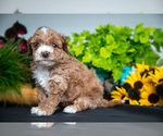 Small #2 Cavapoo