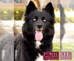 Small #1 Border Collie-Siberian Husky Mix