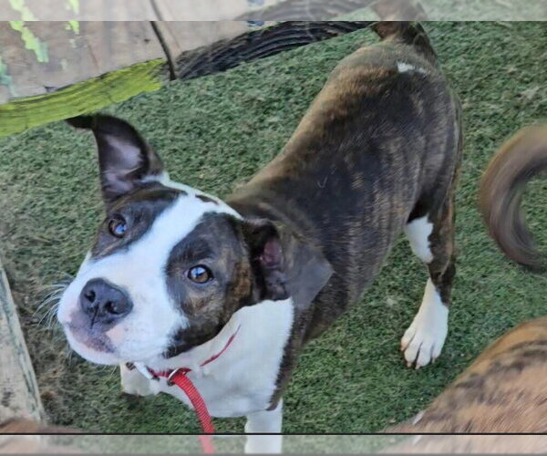 Medium Photo #6 Mutt Puppy For Sale in Evansville, IN, USA