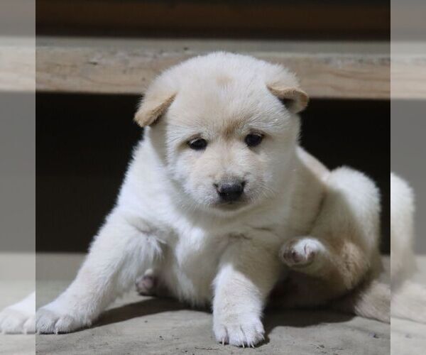 Medium Photo #2 Shiba Inu Puppy For Sale in CHARLES CITY, IA, USA