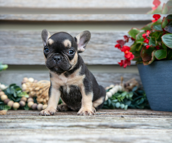 Medium Photo #13 French Bulldog Puppy For Sale in BALTIC, OH, USA