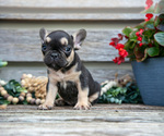 Small Photo #13 French Bulldog Puppy For Sale in BALTIC, OH, USA