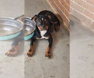 American Pit Bull Terrier-Presa Canario Mix Puppy for sale in CARTERSVILLE, GA, USA