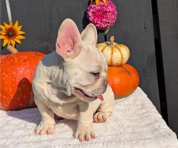 Medium Photo #68 French Bulldog Puppy For Sale in GOSHEN, IN, USA