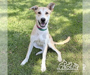 German Shepherd Dog-Unknown Mix Dogs for adoption in Irvine, CA, USA