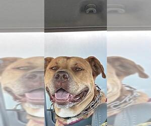 Medium Labrador Retriever-Staffordshire Bull Terrier Mix