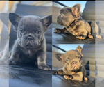 Small Photo #34 French Bulldog Puppy For Sale in PHILADELPHIA, PA, USA
