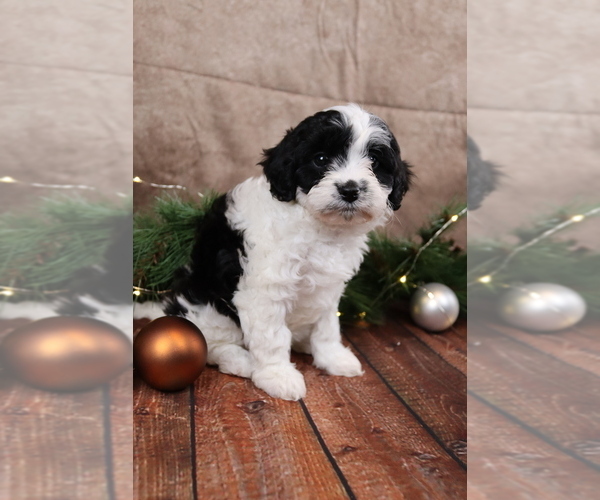 Medium Photo #8 Cavapoo (Toy) Puppy For Sale in WEST SALEM, OH, USA