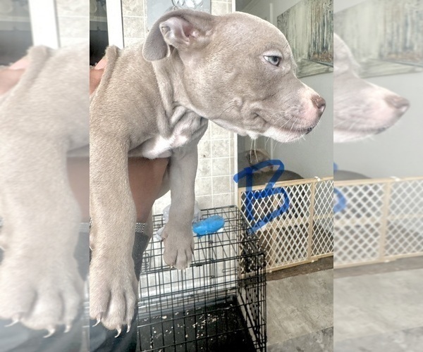 Medium Photo #6 American Bully Puppy For Sale in LAKE STATION, IN, USA