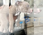 Small #5 American Bully