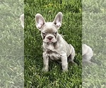 Puppy 3 French Bulldog