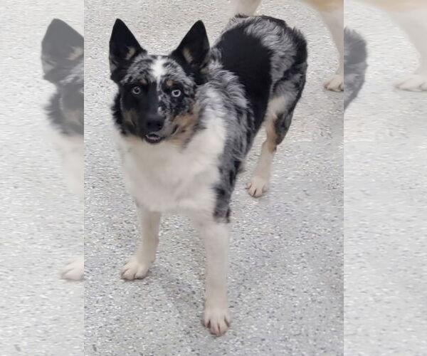 Medium Photo #13 Australian Shepherd-Unknown Mix Puppy For Sale in Highland, IL, USA