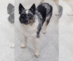 Small #12 Australian Shepherd Mix