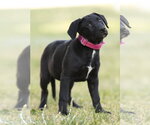 Small Labrador Retriever Mix