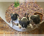 Small Photo #3 American Pit Bull Terrier Puppy For Sale in MARIANNA, FL, USA