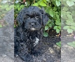 Small #1 Lhasa-Poo