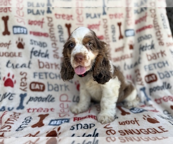 Medium Photo #7 Cocker Spaniel Puppy For Sale in LAKELAND, FL, USA